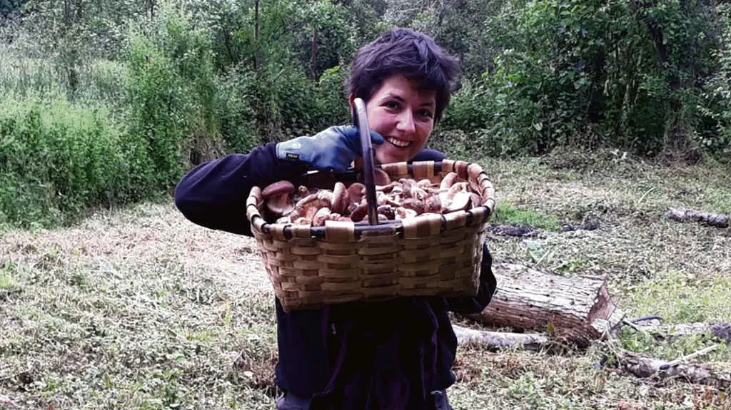 O cultivo de Beatriz Rey real&iacute;zase en troncos de casti&ntilde;eiro que se aproveitaron da poda (Siltake)