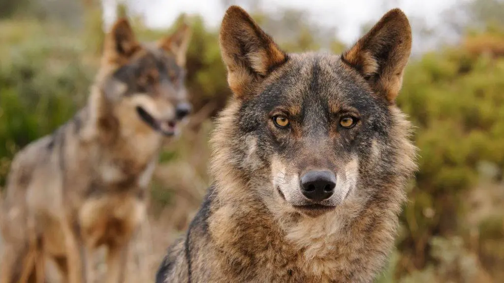 Lobo  Ana Retamero  WWF