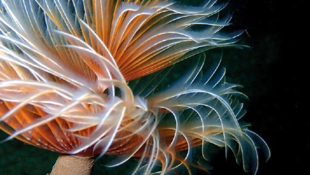 Plumeiro de mar, un verme coa cola en forma de flor que podemos atopar até os 30 metros e nos indican a boa calidade das augas.