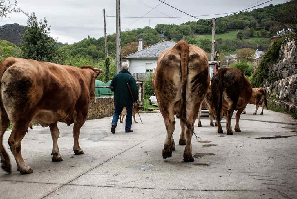 Imaxe dun home coas súas vacas no rural galego. (Foto: Cedida)