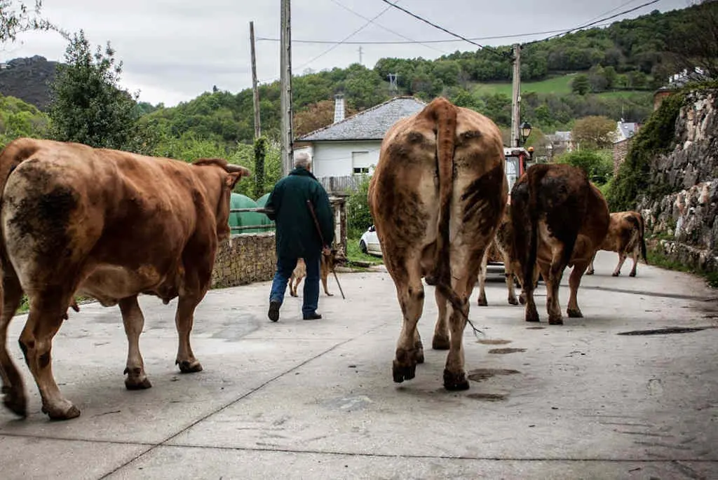 Imaxe dun home coas s&uacute;as vacas no rural galego. (Foto: Cedida)