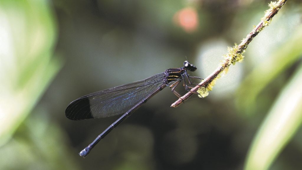 A 'Thaumatoneura inopinata' é unha rareza, unha especie tropical que vive só nas fervenzas de Costa Rica e Panamá. (Foto: Adolfo Cordero)