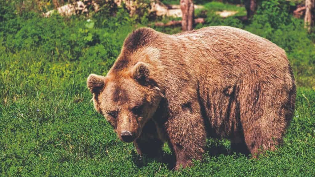 O oso é un dos animais dos que máis lendas se contaron e tamén dos que menos quedan. (Foto: Cosme Damián).