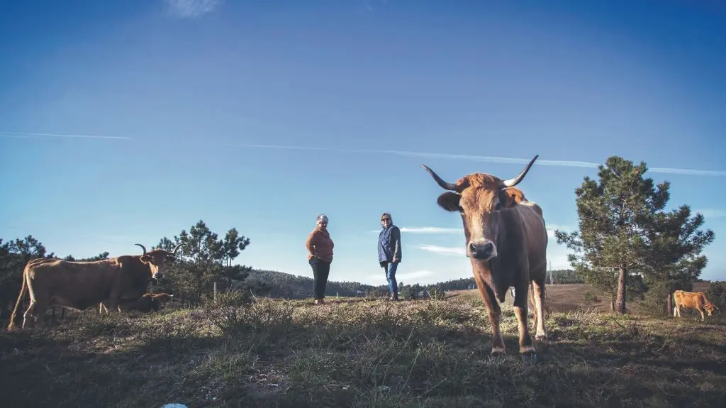 Comuneiras de Pinz&aacute;s xunto coas vacas vienesas (Foto: Gustavo Rivas)