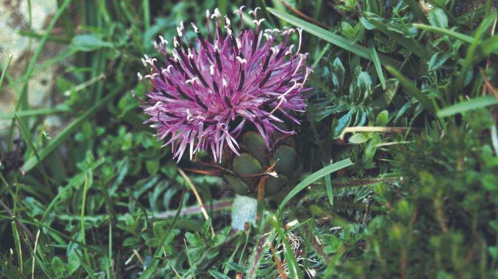 A maior parte das plantas endémicas da Galiza atópanse nas montañas e na costa. Nos cantís da Capelada podemos ver a Centaurea borjae, que ten nesa área toda a súa poboación mundial.36 (Foto: Nós Diario).