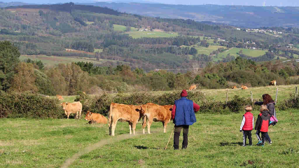Marco da Curra, onde se cría gando vacún para carne en 54 hectáreas propiedade da Xunta da Galiza (SLG)