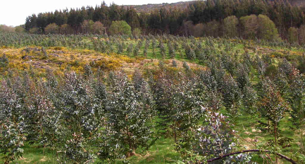 Plantación de eucalipto nun monte galego (Adega)