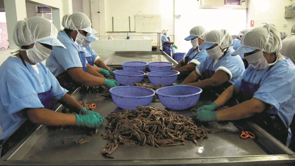 Traballadoras do sector conserveiro. (Foto: Europa Press)