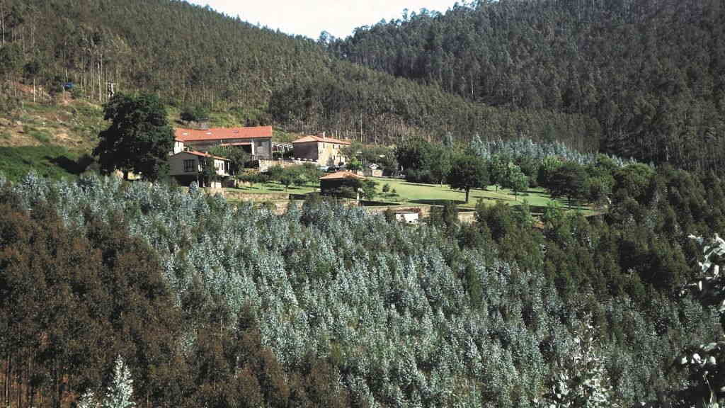 As plantacións forestais están reducindo a superficie agraria na Galiza. (Foto: Nós Diario)