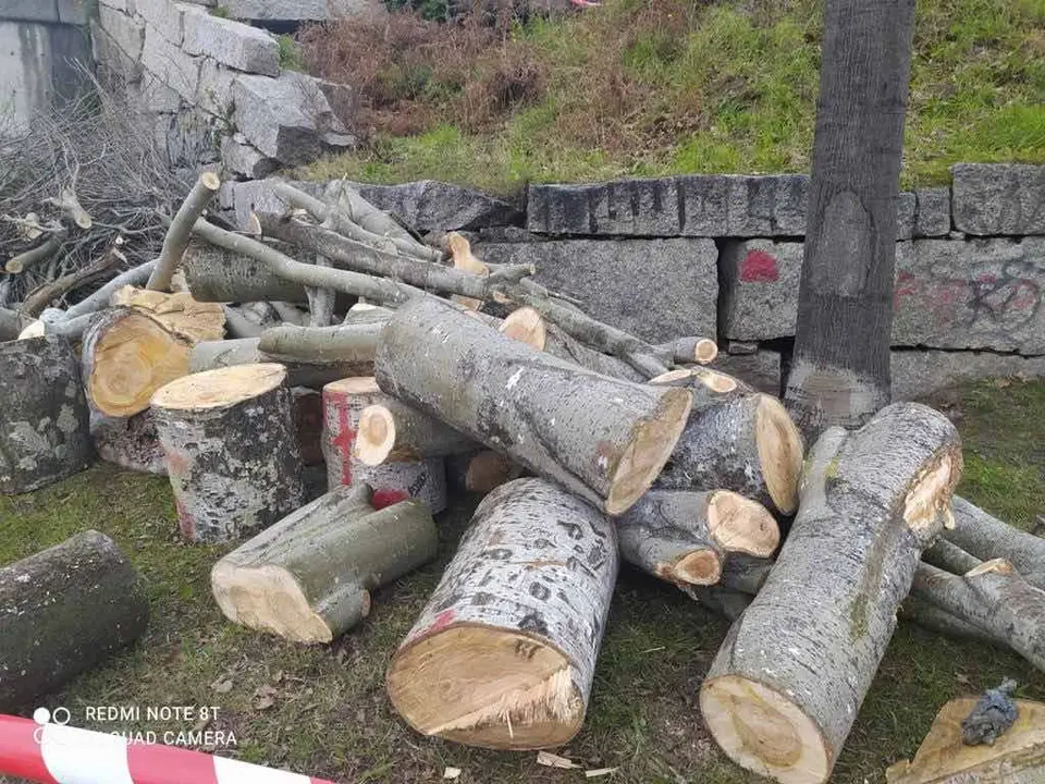 O Concello de Vigo levou a cabo desmedidas tallas de árbores nos últimos meses