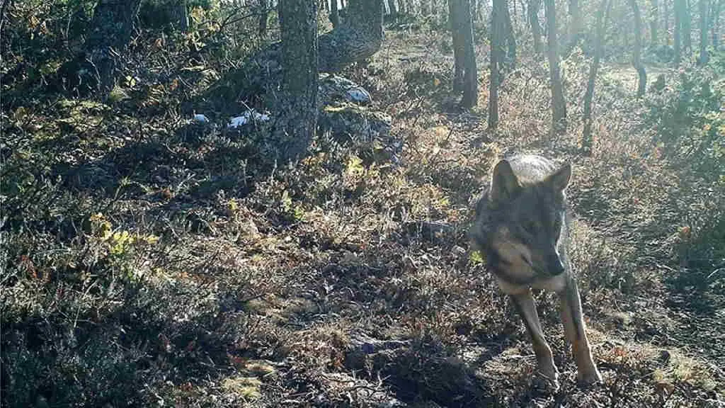 Un lobo no monte. (Foto: Goberno do Estado espa&ntilde;ol)