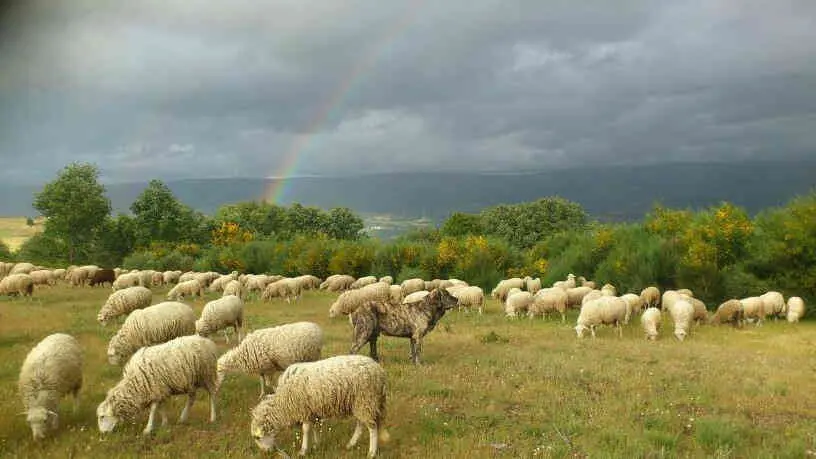 Explotaci&oacute;n gandeira bovina (N&oacute;s Diario)