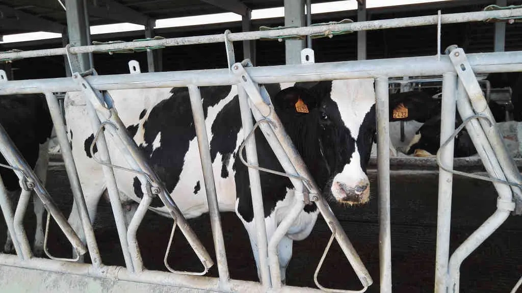 As explotaci&oacute;ns gandeiras galegas, como a da fotograf&iacute;a, aumentaron os custos de produci&oacute;n (UUAA)