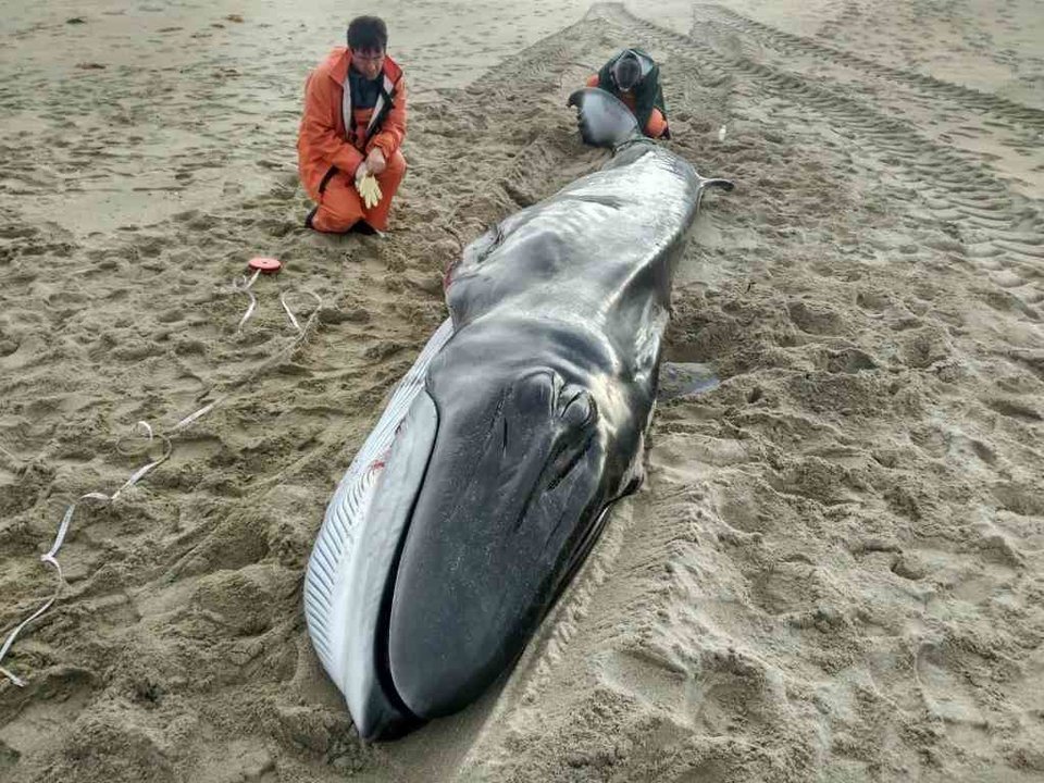 Balea varada en Muxía, arquivo. (Foto: Europa Press)