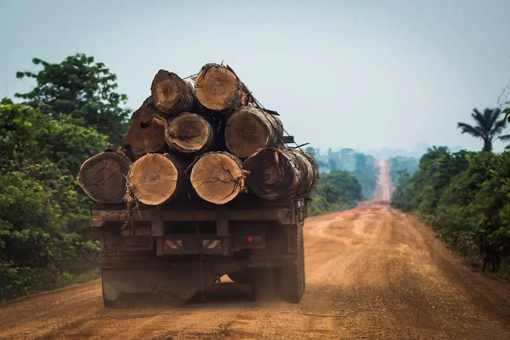 Um caminh&atilde;o repleto de troncos de madeira maci&ccedil;a transita pela rodovia Transamaz&ocirc;nica, nos arredores de Manicor&eacute; (AM). As &aacute;rvores com maior valor comercial, como ip&ecirc;s e castanheiras, s&atilde;o retiradas antes de a floresta ser queimada. A madeira ilegal &eacute; vendida &agrave; serrarias locais, gra&ccedil;as ao descontrole no setor madeireiro nacional, e entra tranquilamente no mercado, contaminando toda a cadeia. 

A truck full of solid wood logs travels the Trans - Amazon highway on the outskirts of Manicor&eacute;, in AM. Trees with higher commercial value, such as ipe and chestnut trees, are removed before the forest is burned. The illegal timber is sold to local sawmills, thanks to the lack of control in the national forestry sector, and quietly enters the market, contaminating the entire chain.