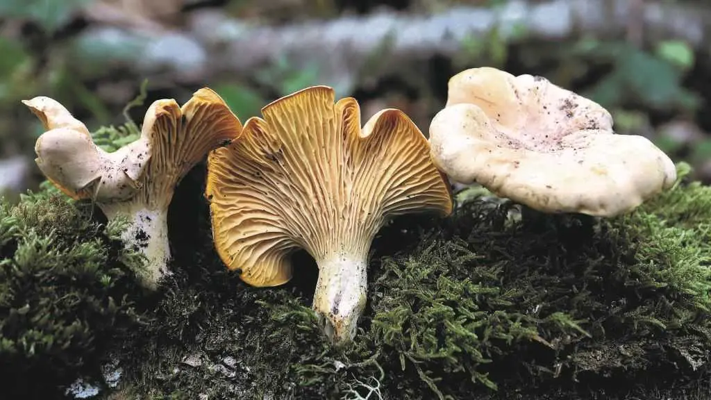 O cat&aacute;logo recolle a primeira cita ib&eacute;rica de 'Hydnum mulsicolor', fotografada en Taras de Mercur&iacute;n, nun treito da ruta do r&iacute;o Pequeno. (Foto: N&oacute;s Diario)