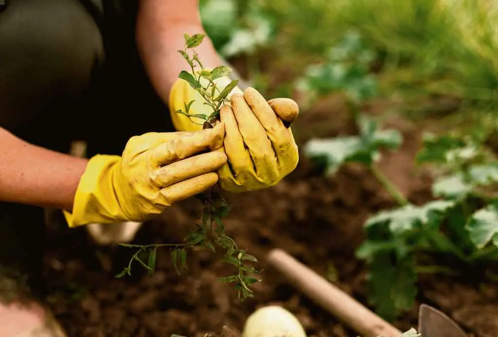 &Eacute; moi importante respectar as distancias de cultivo na horta (Foto: Freepick)