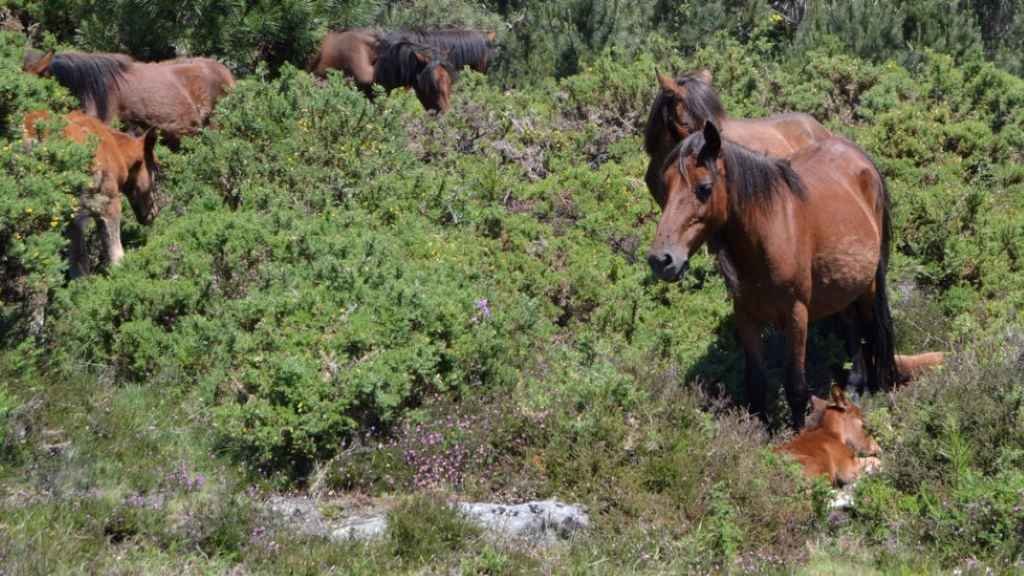 Manda de cabalos de pura raza galega, especie da que se conservan perto de 1.700 exemplares no país (Foto: Cedida).