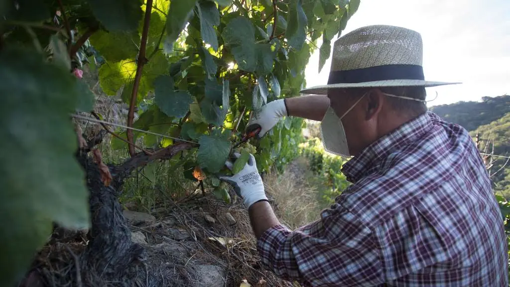 Vendima na Ribeira Sacra, o pasado mes de agosto (Foto: Carlos Castro / Europa Press).
