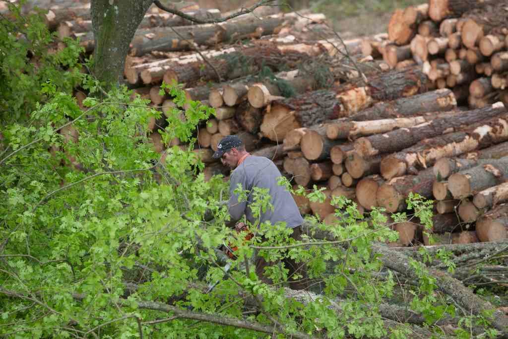 Corta de piñeiros en Lugo para plantar eucalipto pola moratoria (Foto: Carlos Castro / Europa Press)