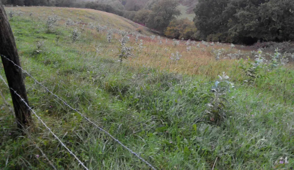 Unha plantaci&oacute;n recente de eucalipto. (Foto: Coordinadora Ecoloxista)