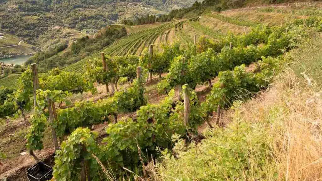 Vi&ntilde;edos dentro da denominaci&oacute;n Ribeira Sacra (Foto: Xunta da Galiza).