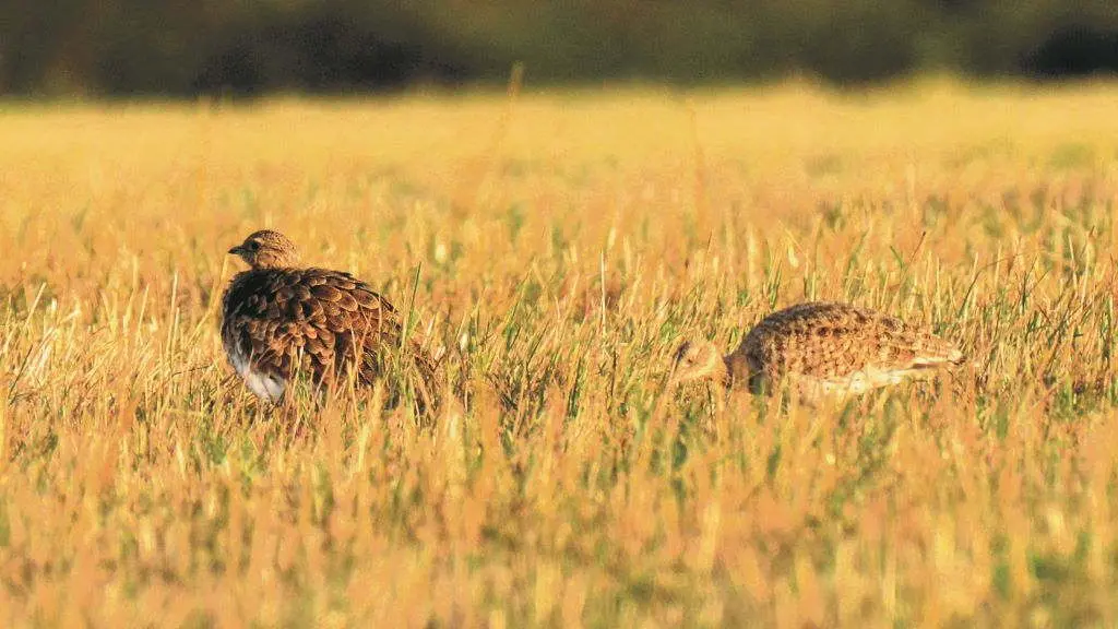 Femias de sis&oacute;n, especie en perigo de extinci&oacute;n polos cambios na agricultura tradicional.