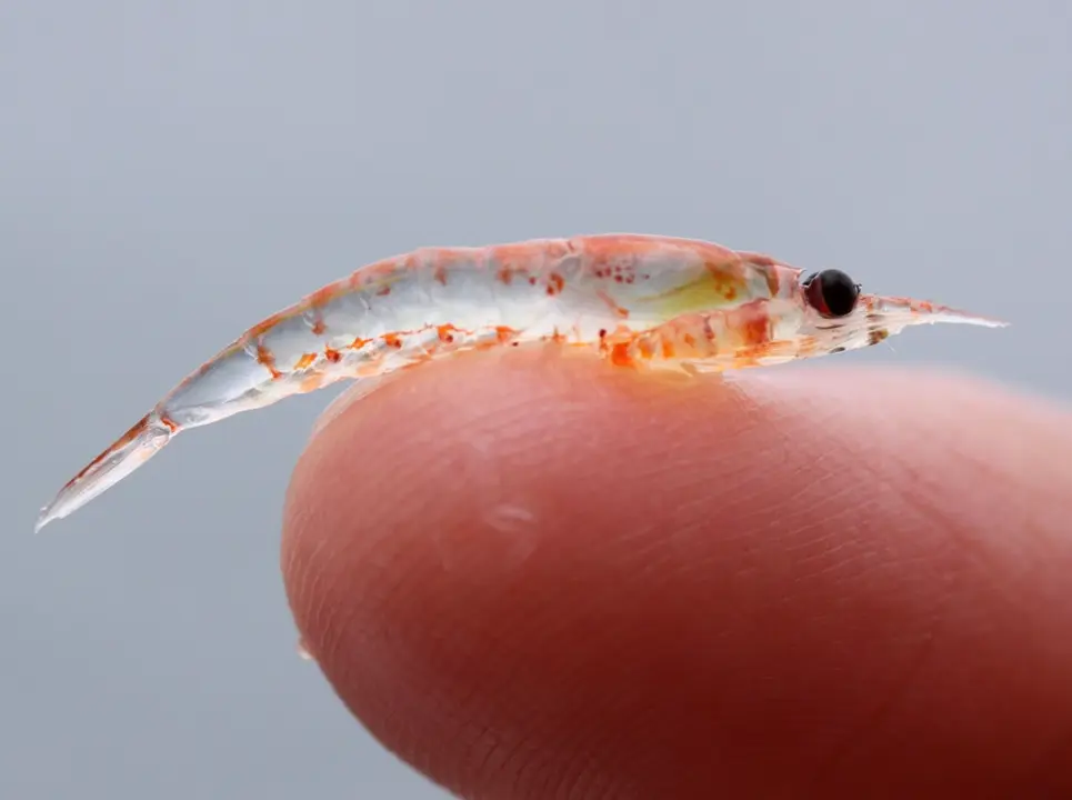 krill_Sophie Webb-NOAA