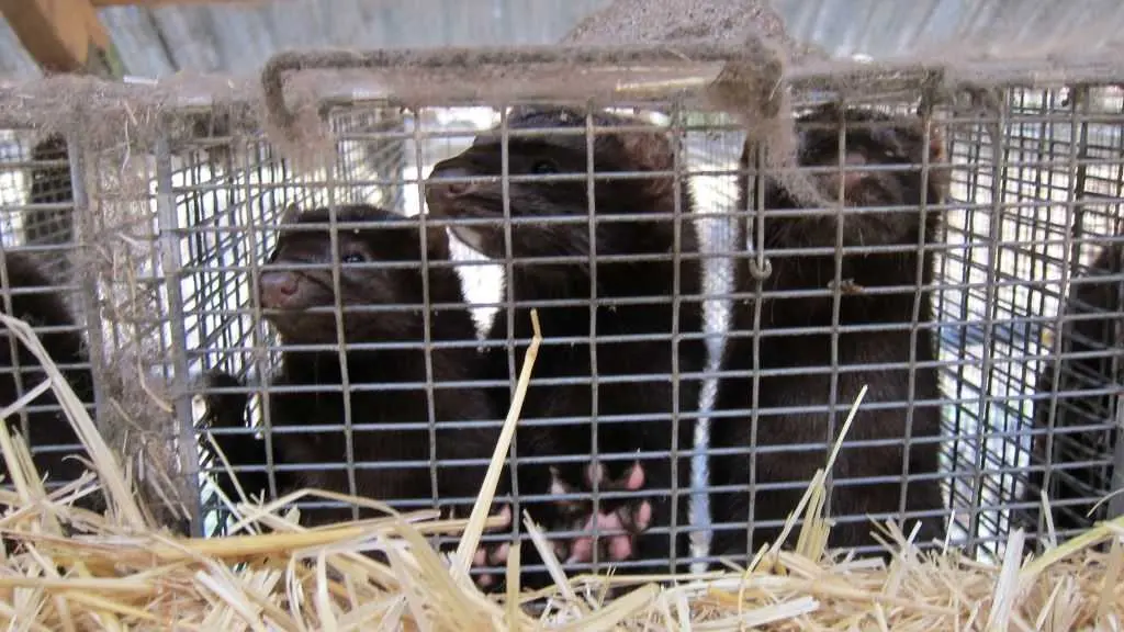 Vis&oacute;ns nunha das xaulas nas que son criados. (Foto: Europa Press) #vis&oacute;ns #granxas #coronavirus #pandemia #industriapeleteira #animalistas #ecoloxistas #denuncia