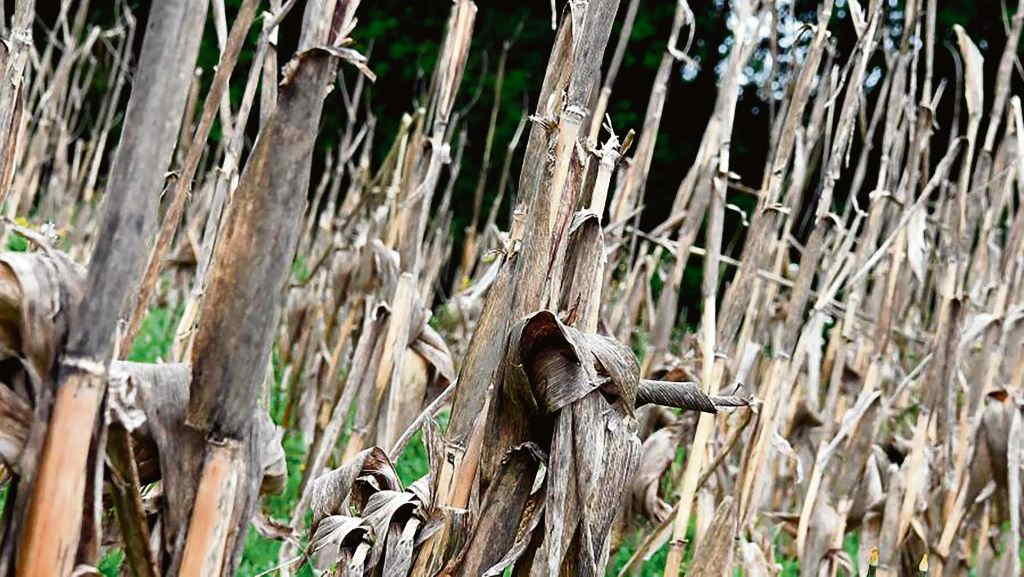 Campo de millo seco. (Foto: Santi Alvite).