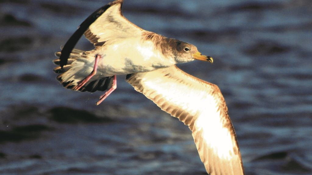 Unha pardela voa moi preto da auga. (Foto: Ramsés Pérez) #pardela #aves #estacadebares #turismo #ornitoloxía #adega #ramséspérez