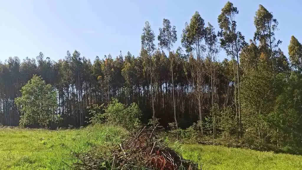 Plantaci&oacute;n de eucalipto nun monte galego. (Foto: N&oacute;s Diario) #eucalipto #moratoria #bng #pp #parlamento