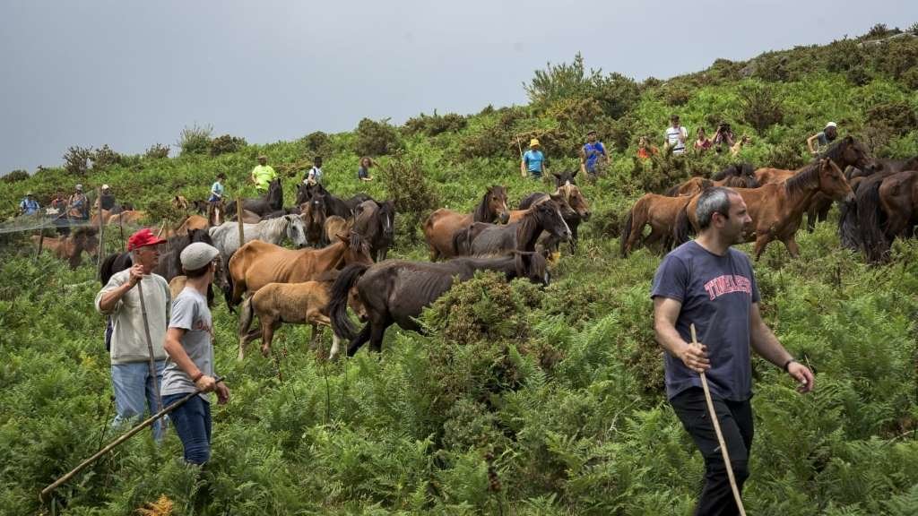 Nos últimos 15 anos o censo do cabalo galego de monte reduciuse á metade na contorna de Sabucedo (Foto: Sindo Novoa).