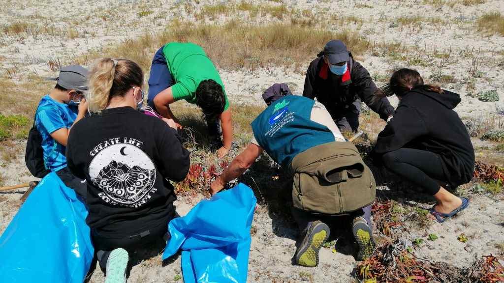 Voluntarios de Adega recollen 'Carpobrotus edulis' na praia de Baldaio. (Foto: Adega) #adega #especiesinvasoras #especiesexóticasinvasoras #baldaio #biodiversidade #ecosistema