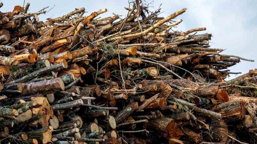 Corta de madeira para a industria forestal. (Foto: Europa Press)