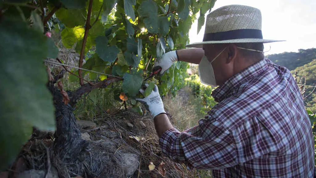 Un vendimador corta acios de uvas no vi&ntilde;edo da adega Algueira da DO Ribeira Sacra.(Carlos Castro / Europa Press)