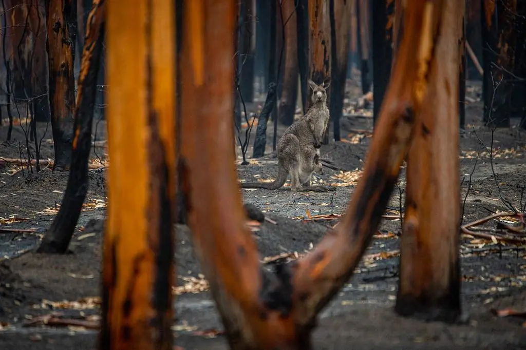 australia_fire_Unsplash_Jo-AnneMcArthur