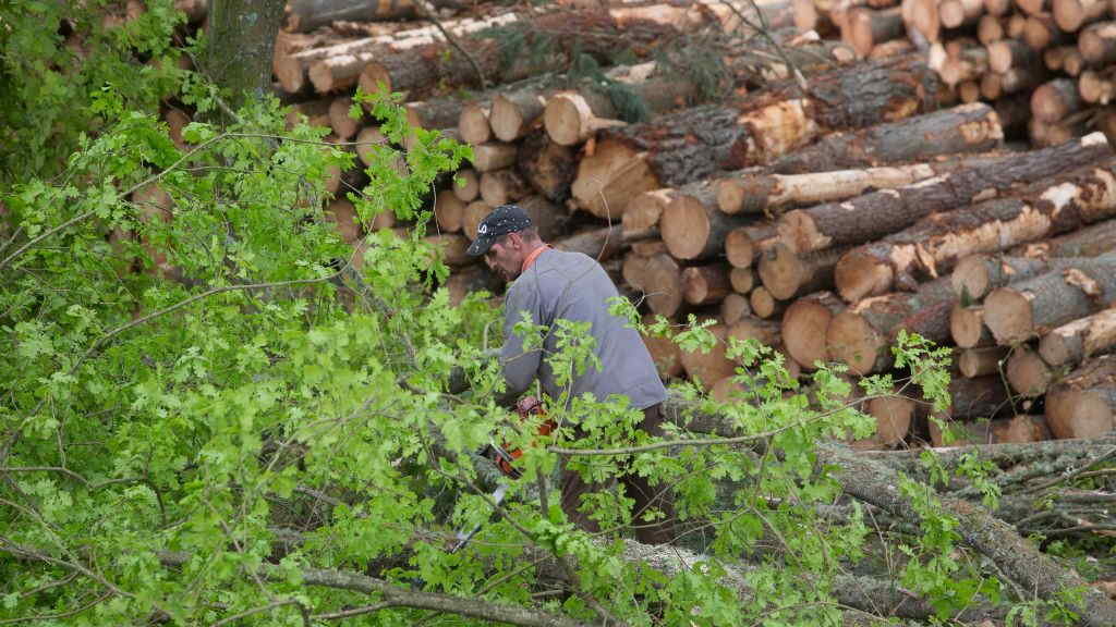 Un operario da madeira corta un piñeiro en Vilacampa, Ferreira do Valadouro (Foto: Carlos Castro / Europa Press).