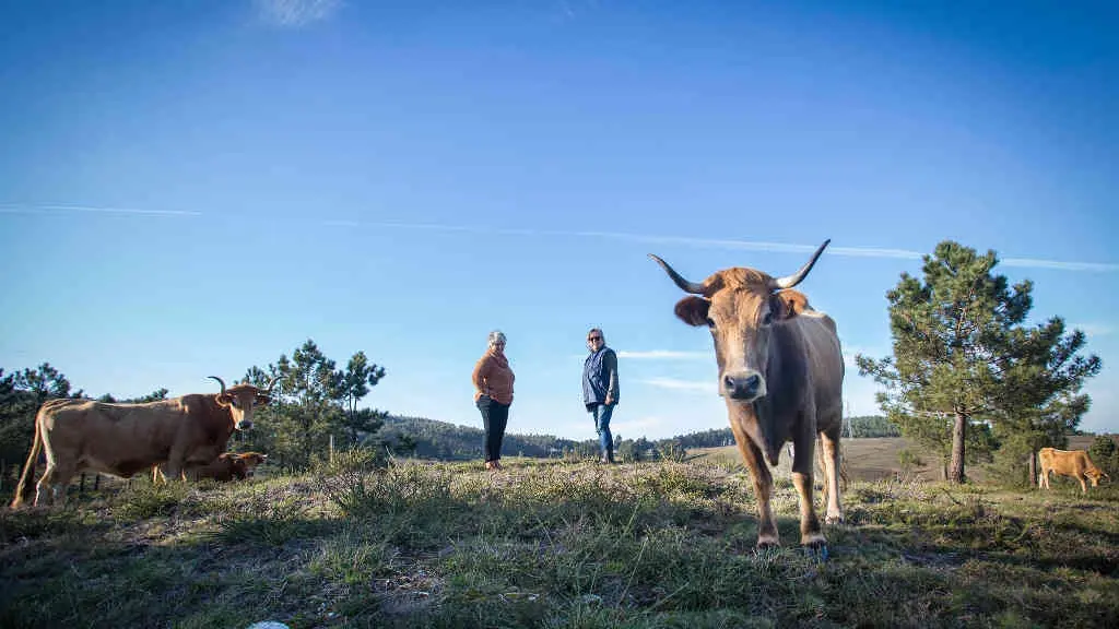 A presidenta da Comunidade de Montes de Pinz&aacute;s, Natividad Gonz&aacute;lez (&aacute; esquerda) co gando de raza vianesa (Comunidade de Montes de Pinz&aacute;s).
