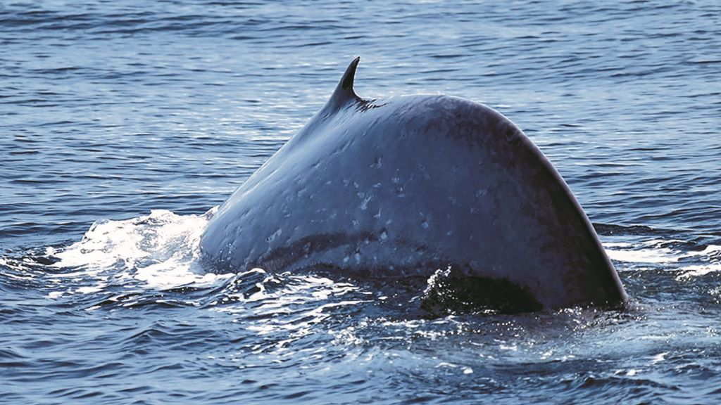 Unha balea azul mergullándose nas proximidades das illas Cíes. / BDRI