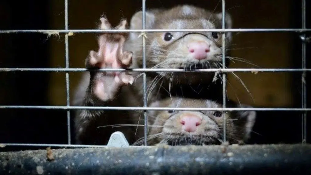 Dous vis&oacute;ns americanos nunha xaula. (Foto WWF)