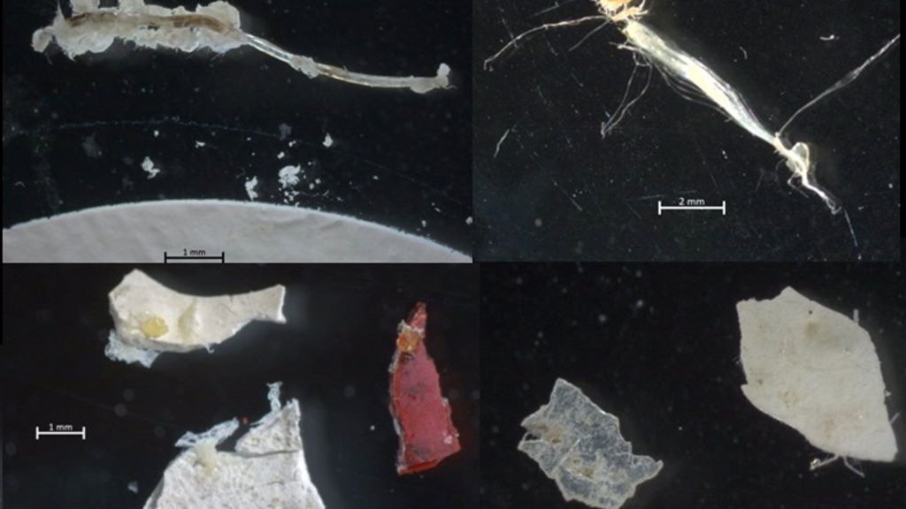 Microplásticos recollidos en augas da ría de Vigo por investigadoras do Instituto Español de Oceanografía (IEO).
