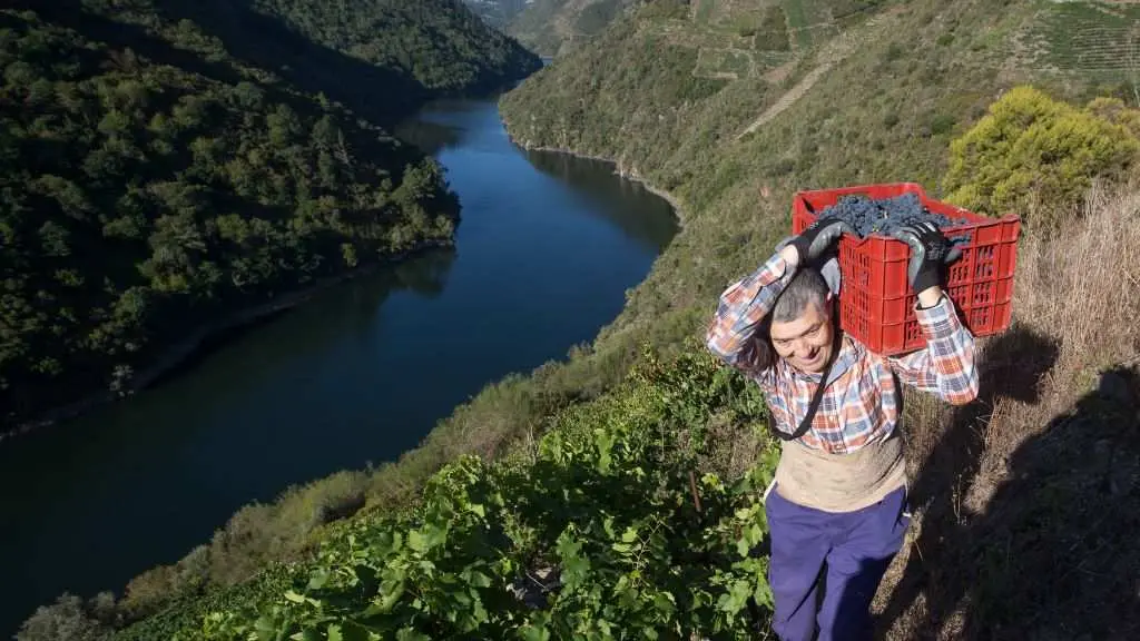 Un home participa na vendima na Ribeira Sacra. (Foto: Carlos Castro / Europa Press) #vendima #ribeirasacra #reservadabiosfera