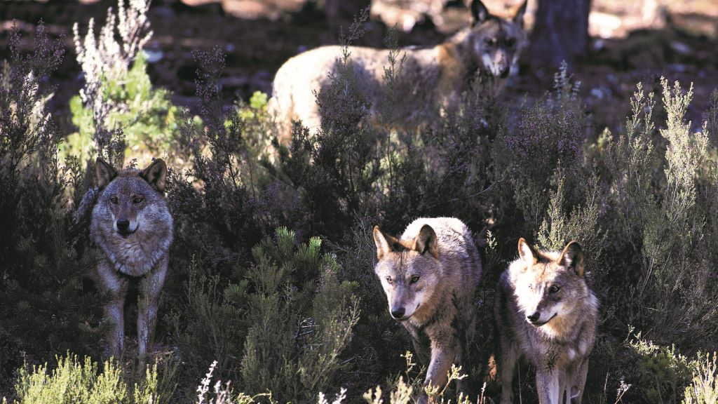 Varios lobos ibéricos do Centro do Lobo Ibérico na localidade de Robledo de Sanabria (Zamora) (Foto: Carlos Castro / Europa Press).