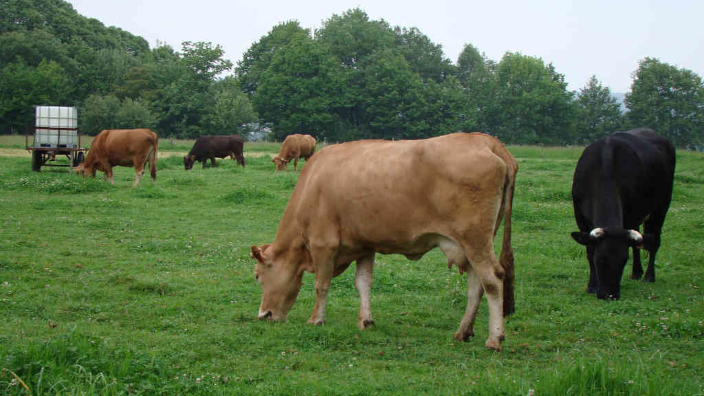 Vacas nunha explotación gandeira galega (SLG).