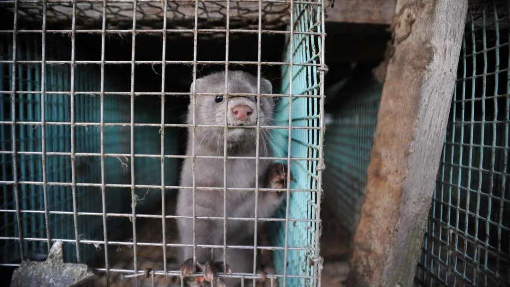 Un vis&oacute;n engaiolado nunha granxa. (Foto: WWF)