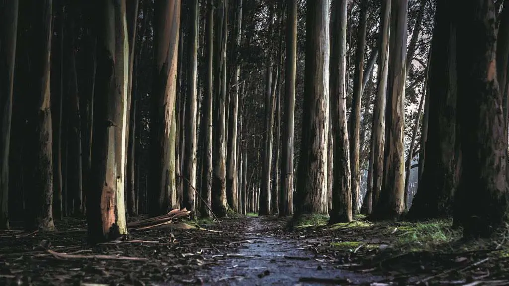 A Galiza conta con m&aacute;is de 600.000 hect&aacute;reas de plantaci&oacute;n de eucaliptos. (Foto: N&oacute;s Diario)