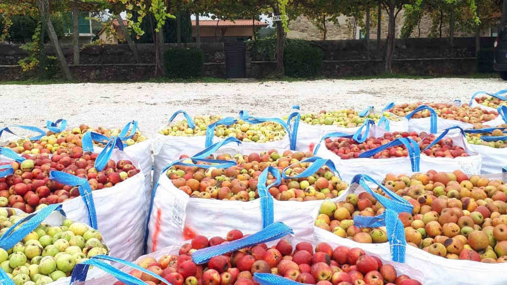 A colleita de mazá na Estrada está no 50% e a previsión é que remate na segunda semana de novembro (Torres de Moreda).