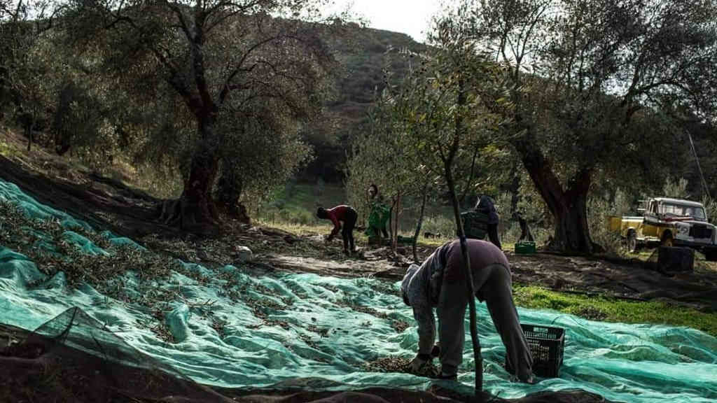 Traballadores e traballadoras recollendo a oliva nun terreo de Quiroga (Foto: Ouro de Quiroga).