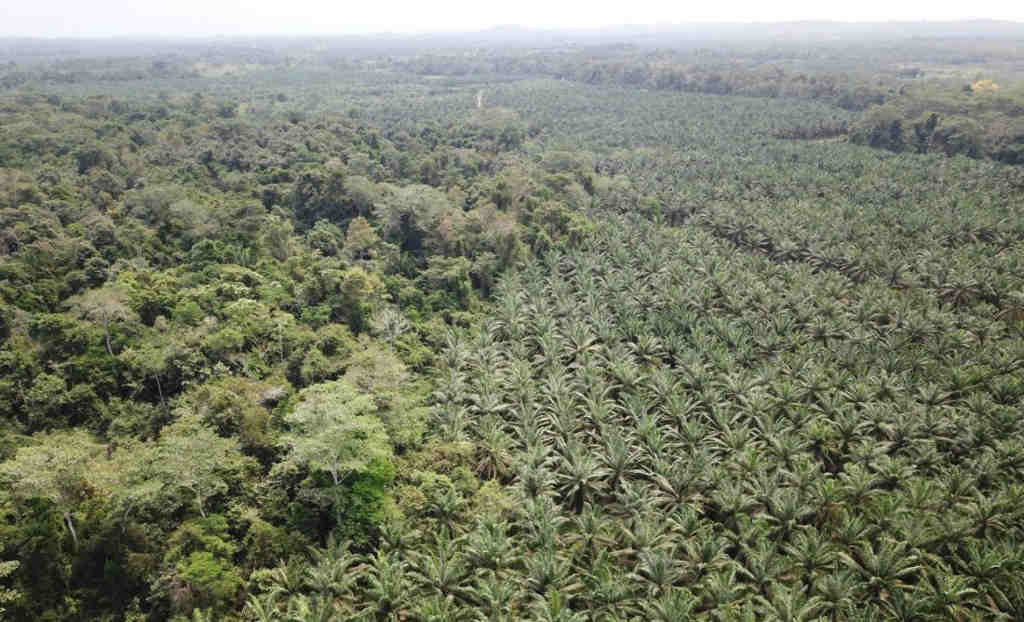 Selva deforestada no centro de Colombia para cultivar palma da que se obtén aceite de palma. (Foto: Paul Furumo)